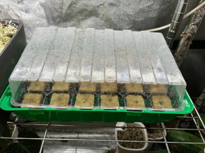 Seedling tray with the chili seeds