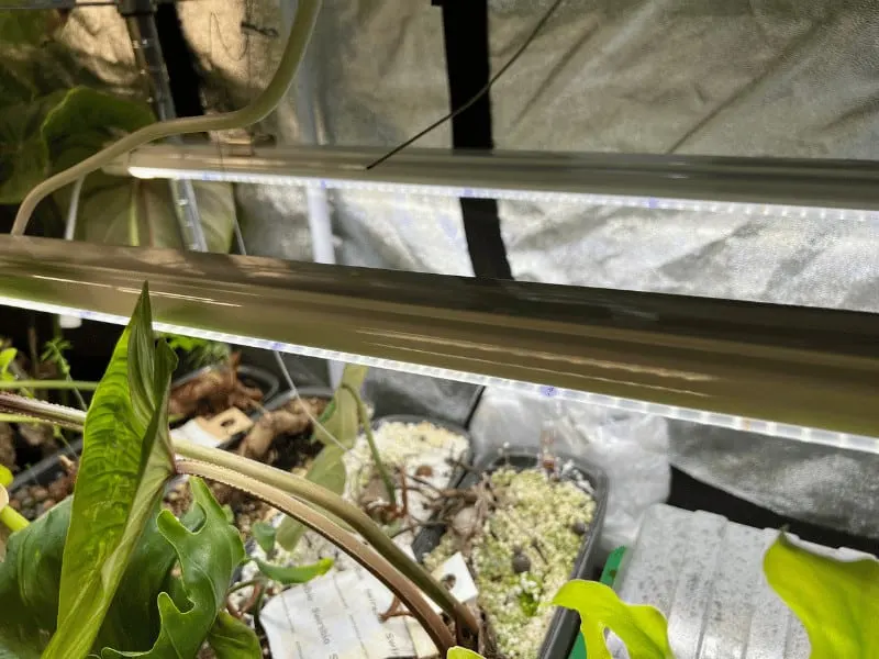 The grow light comes with two bars that can be daisy chained together