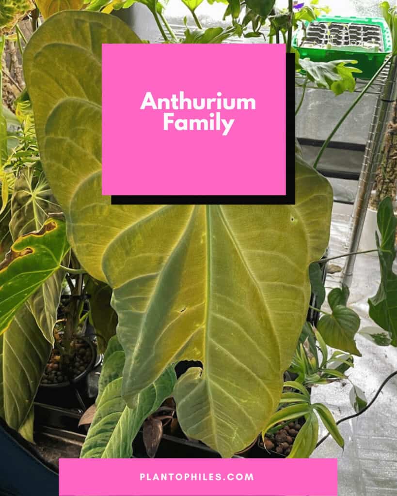 Anthurium Family