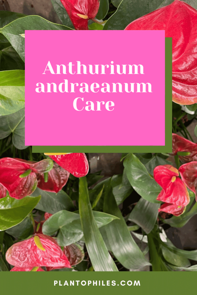 Anthurium andraeanum Care