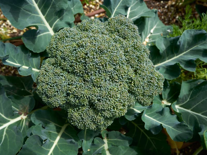 Broccoli - Brassica oleracea var. italica